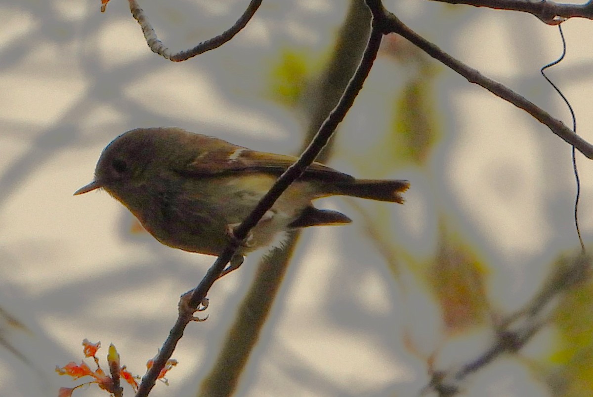 Ruby-crowned Kinglet - ML618560987