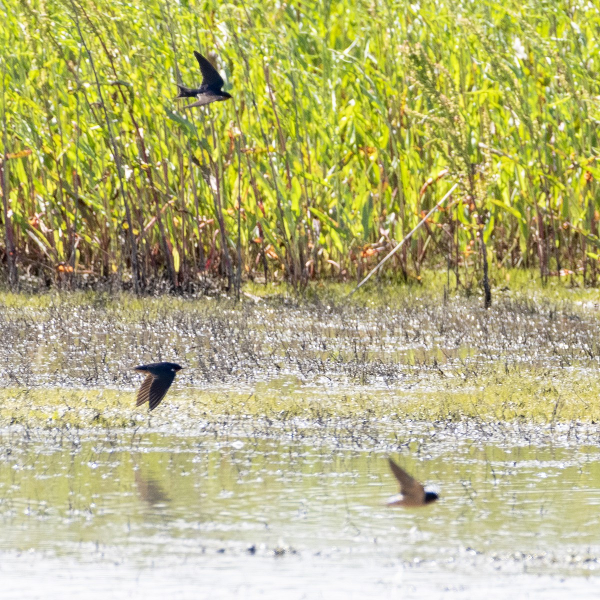 Barn Swallow - James Kendall