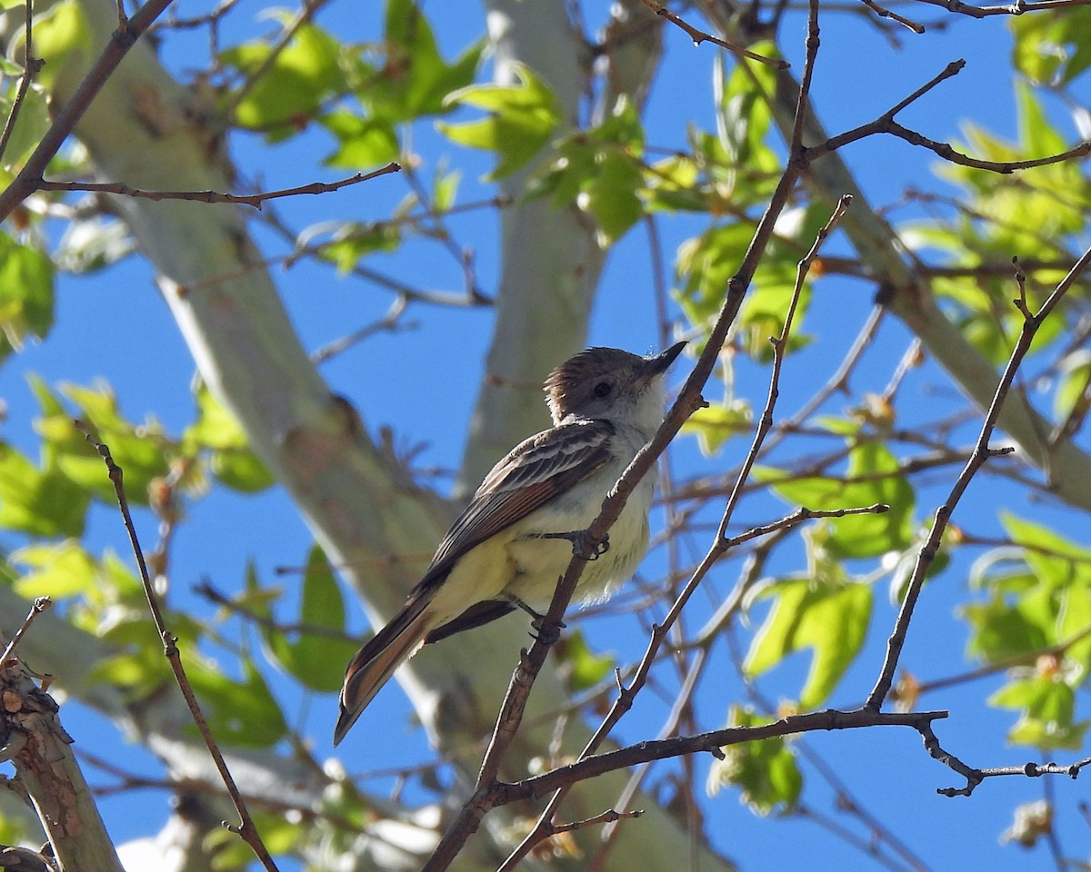 Ash-throated Flycatcher - ML618561024