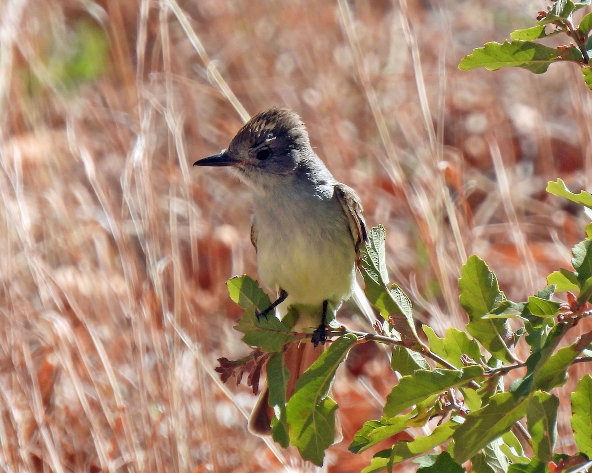 Ash-throated Flycatcher - ML618561025