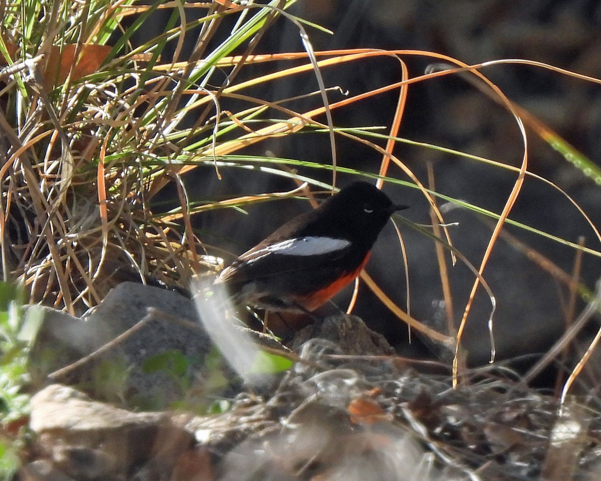 Painted Redstart - ML618561033