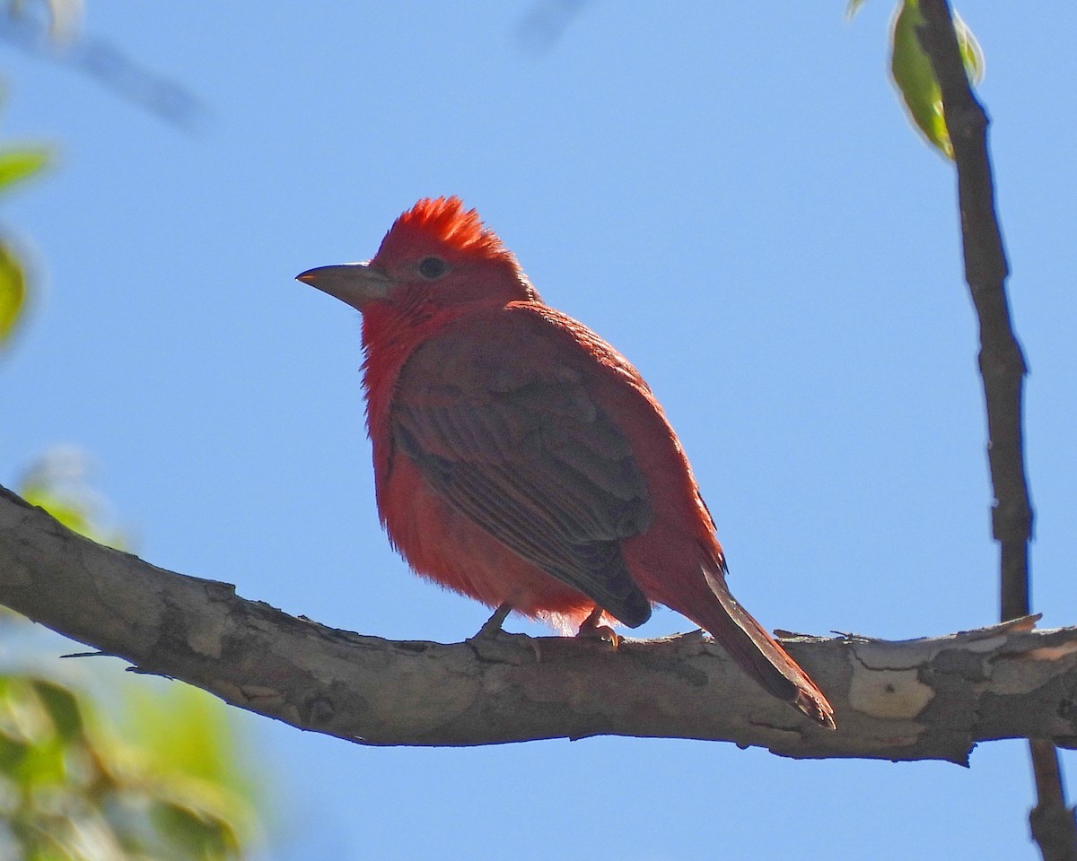 Summer Tanager - ML618561039