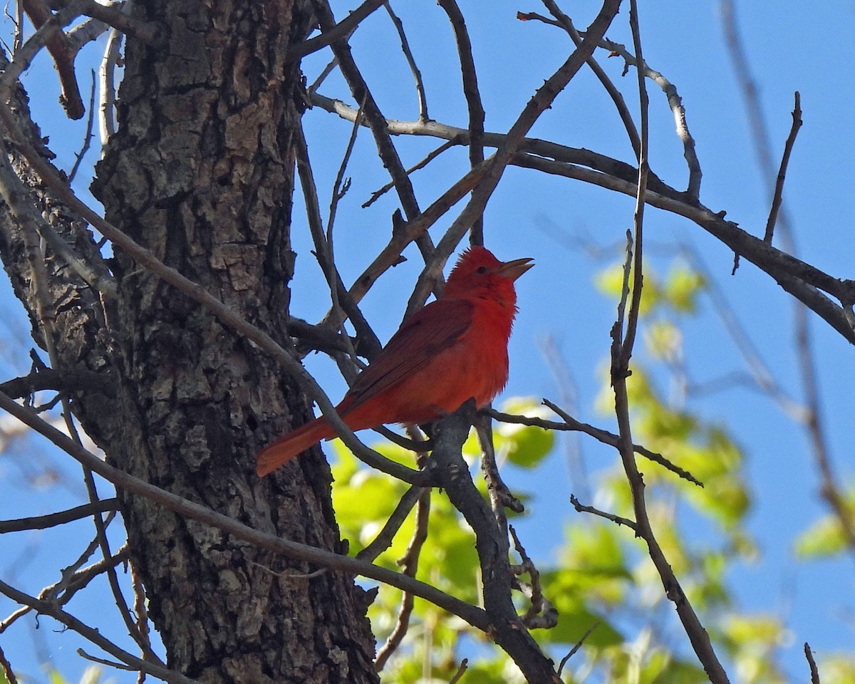 Summer Tanager - Tony Sullivan