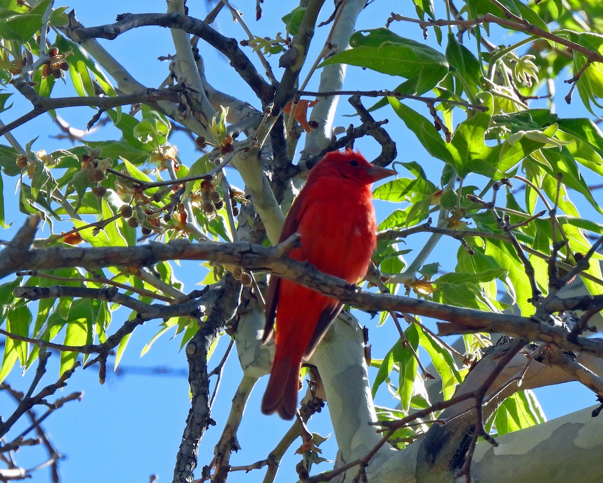 Piranga Roja - ML618561041