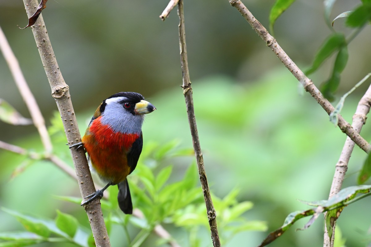 Toucan Barbet - Hannes Leonard