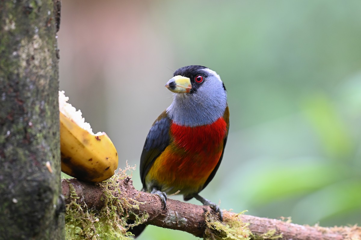 Toucan Barbet - Hannes Leonard