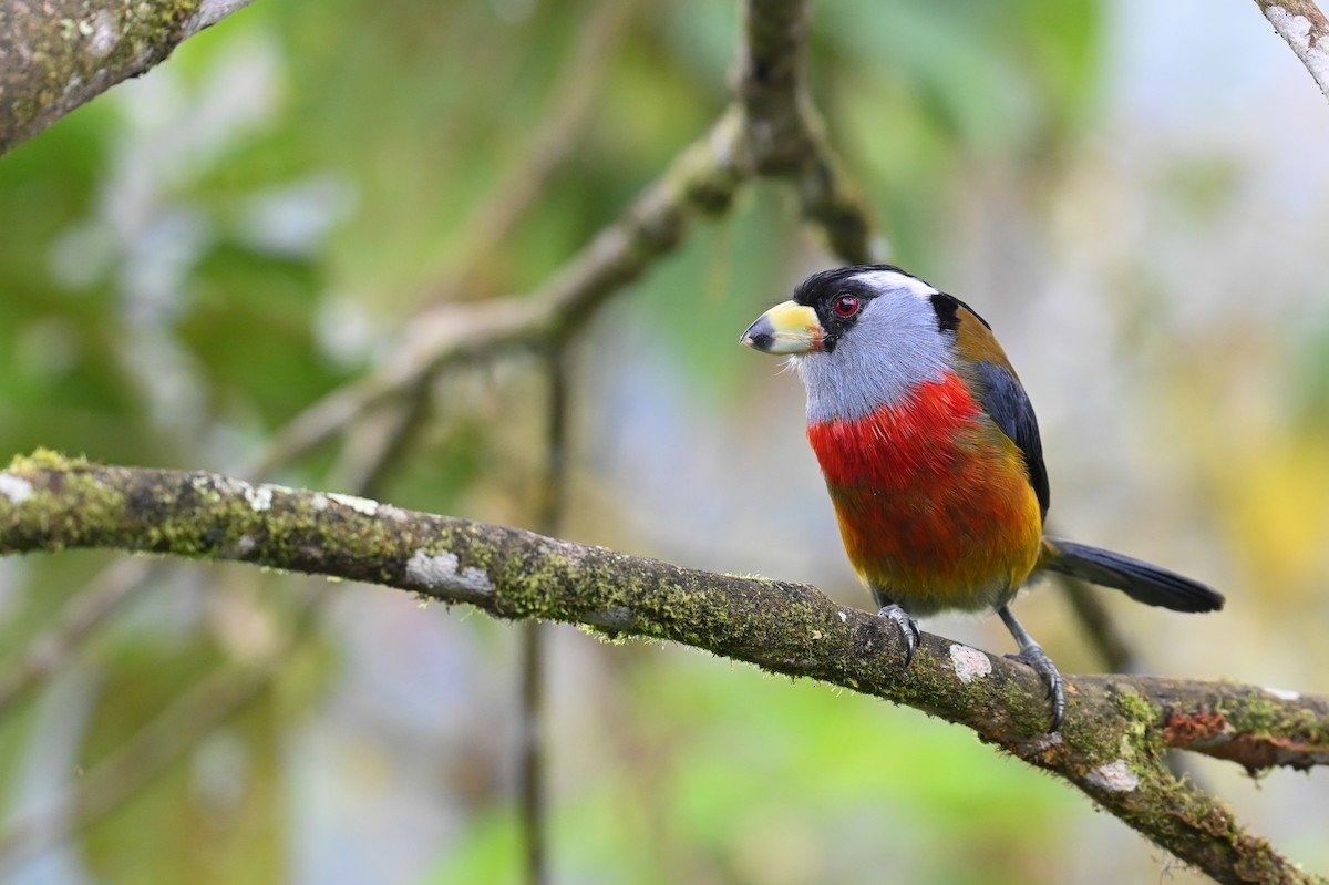 Toucan Barbet - Hannes Leonard