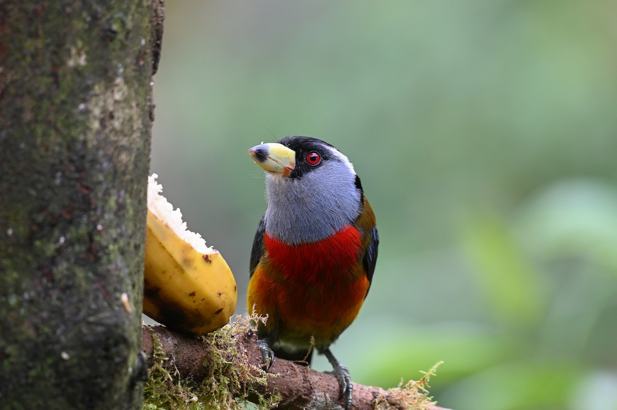 Toucan Barbet - Hannes Leonard