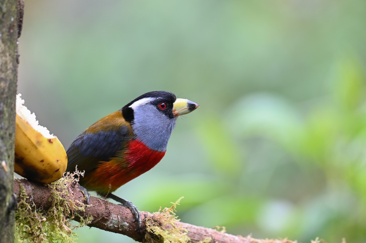 Toucan Barbet - Hannes Leonard