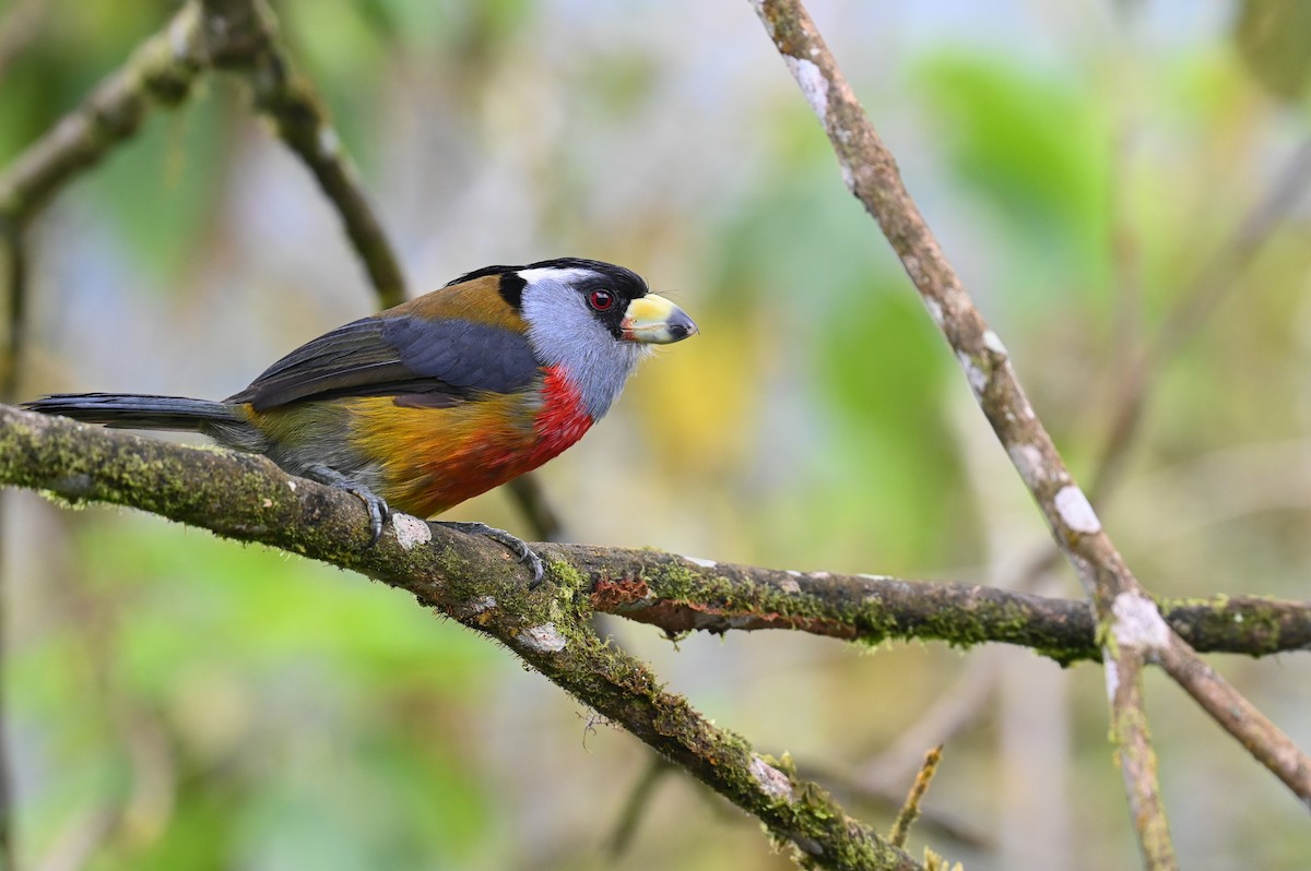 Toucan Barbet - Hannes Leonard