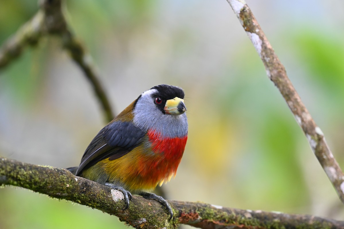 Toucan Barbet - Hannes Leonard