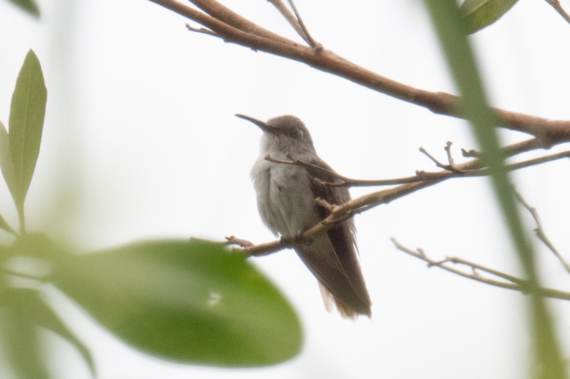 Colibrí Blanquioliva - ML618561076