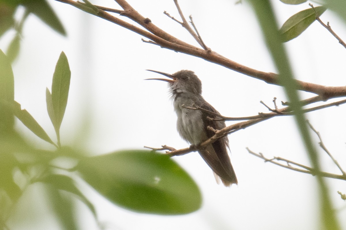 Olive-spotted Hummingbird - Ross Bartholomew