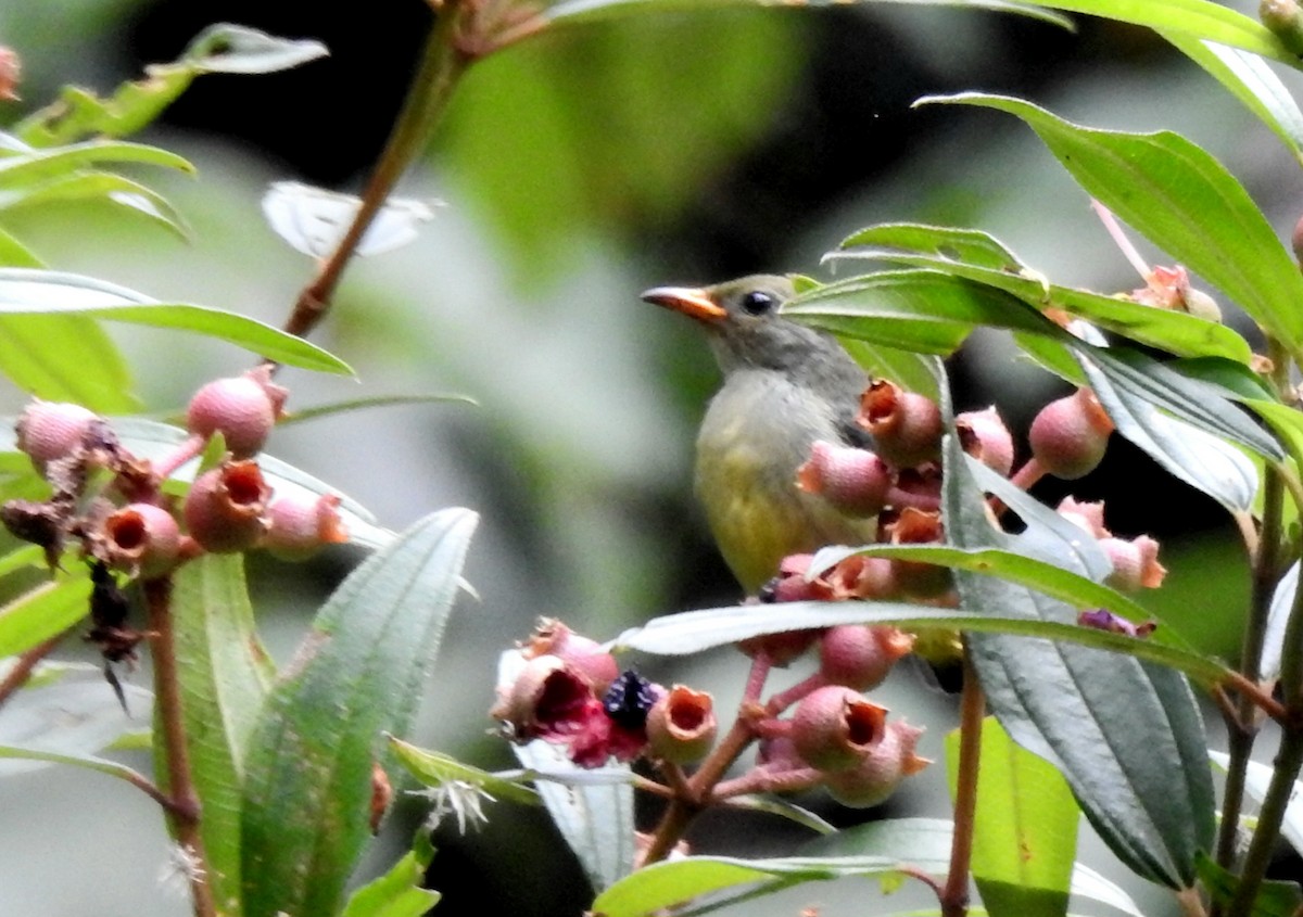 Crimson-breasted Flowerpecker - ML618561081