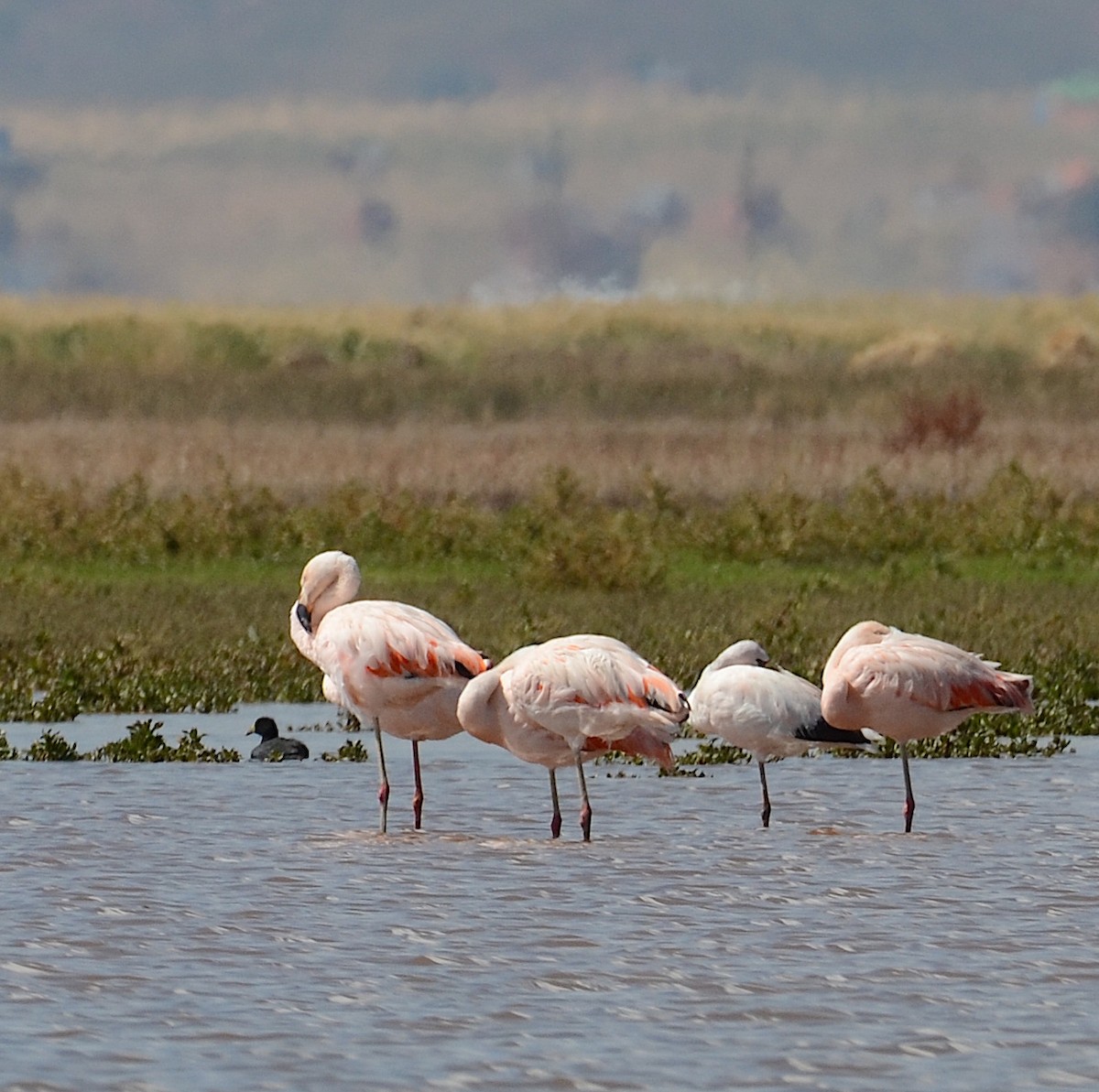 Jamesflamingo - ML618561088