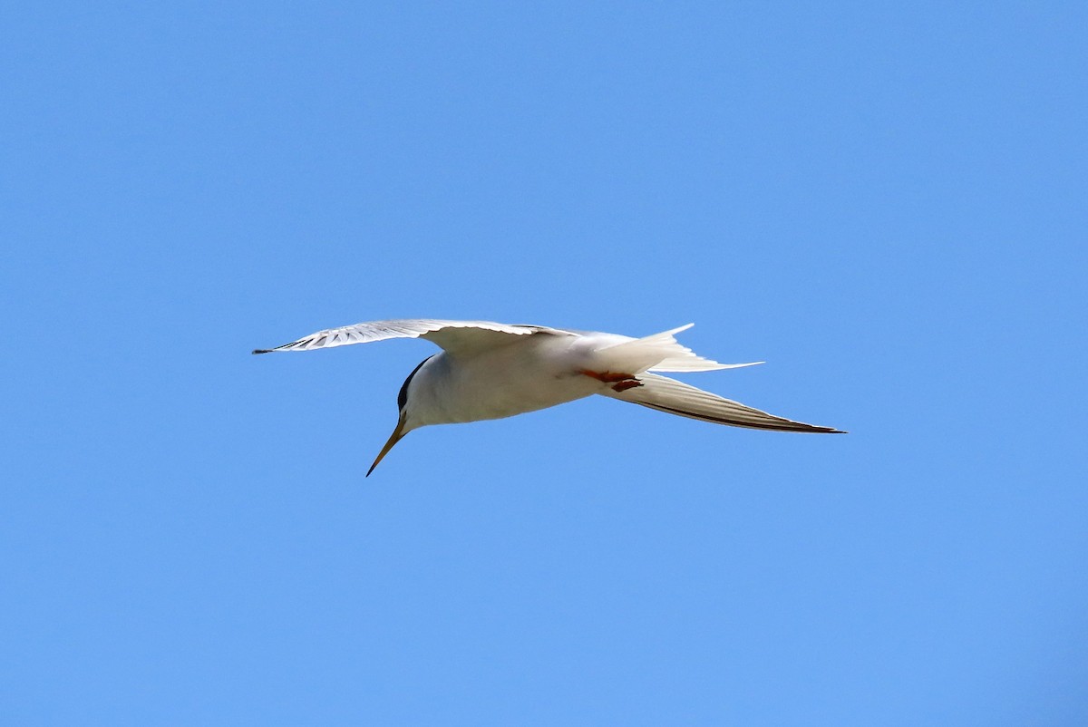 Little Tern - ML618561155