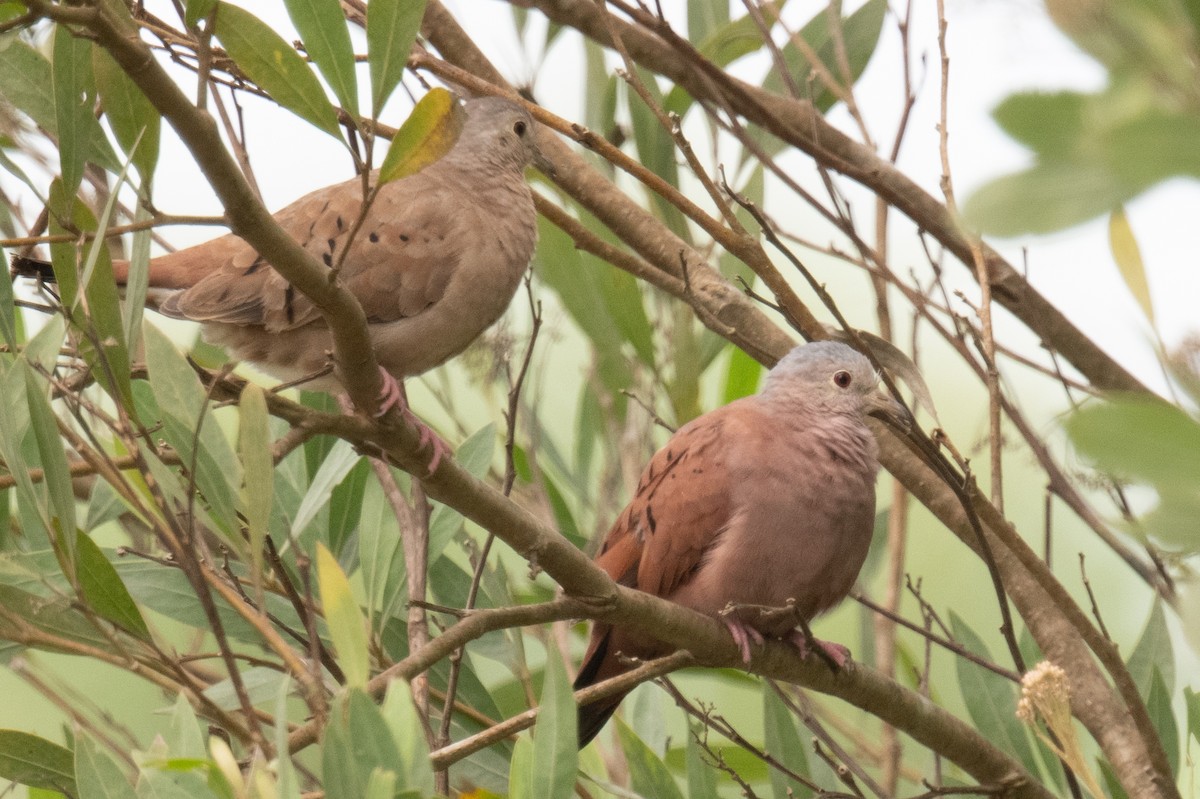 Ruddy Ground Dove - ML618561157