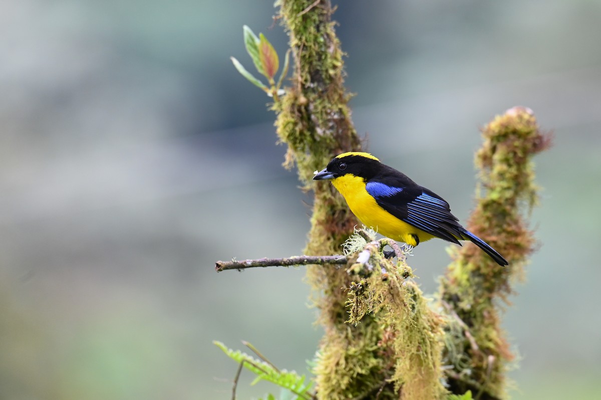 Blue-winged Mountain Tanager (Blue-winged) - Hannes Leonard