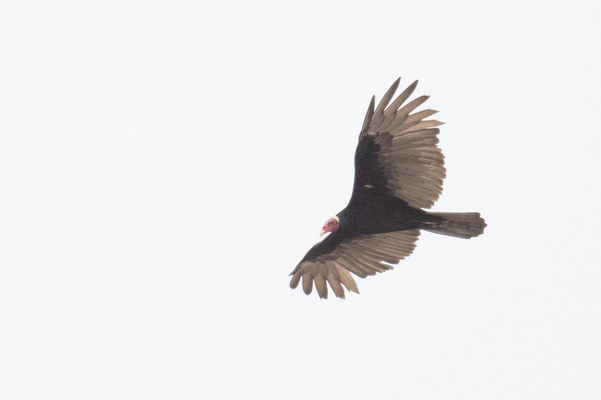 Turkey Vulture - ML618561172