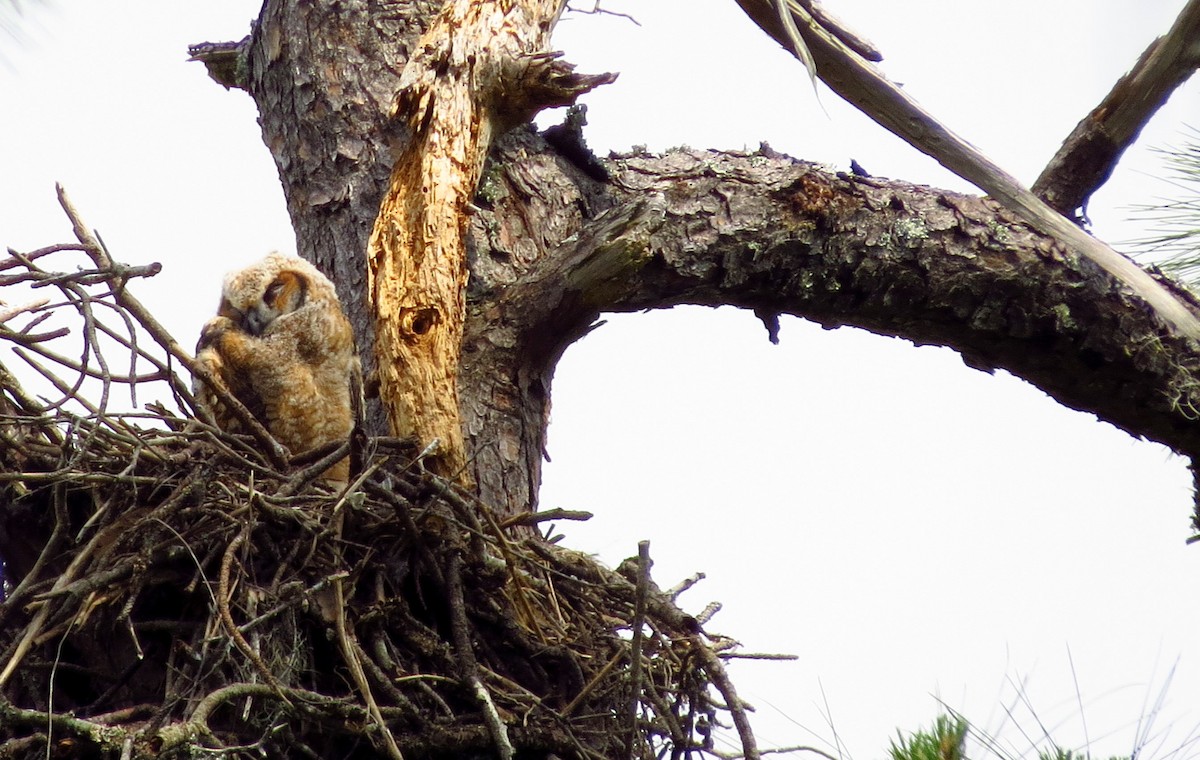 Great Horned Owl - Tammy Hester