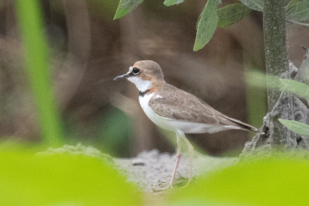 Collared Plover - ML618561200