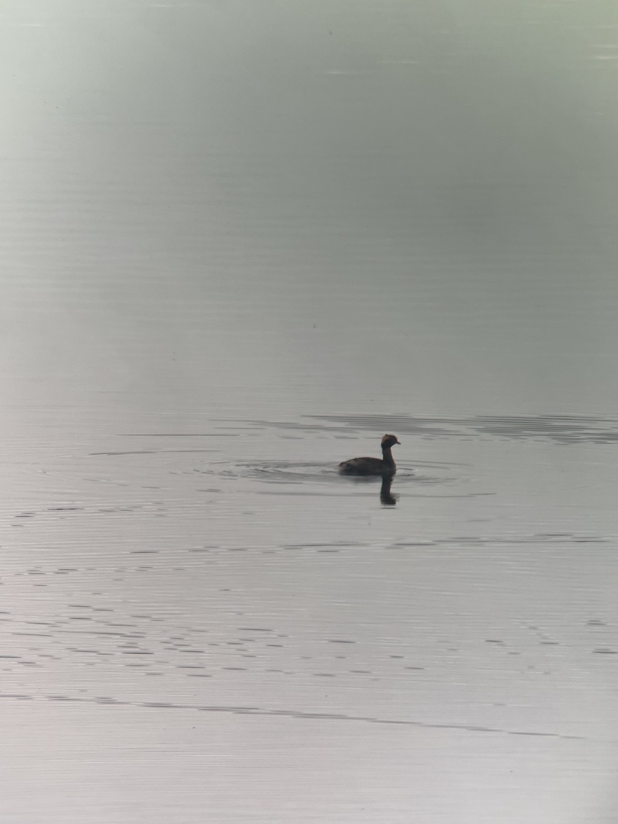 Horned Grebe - Ann Monk