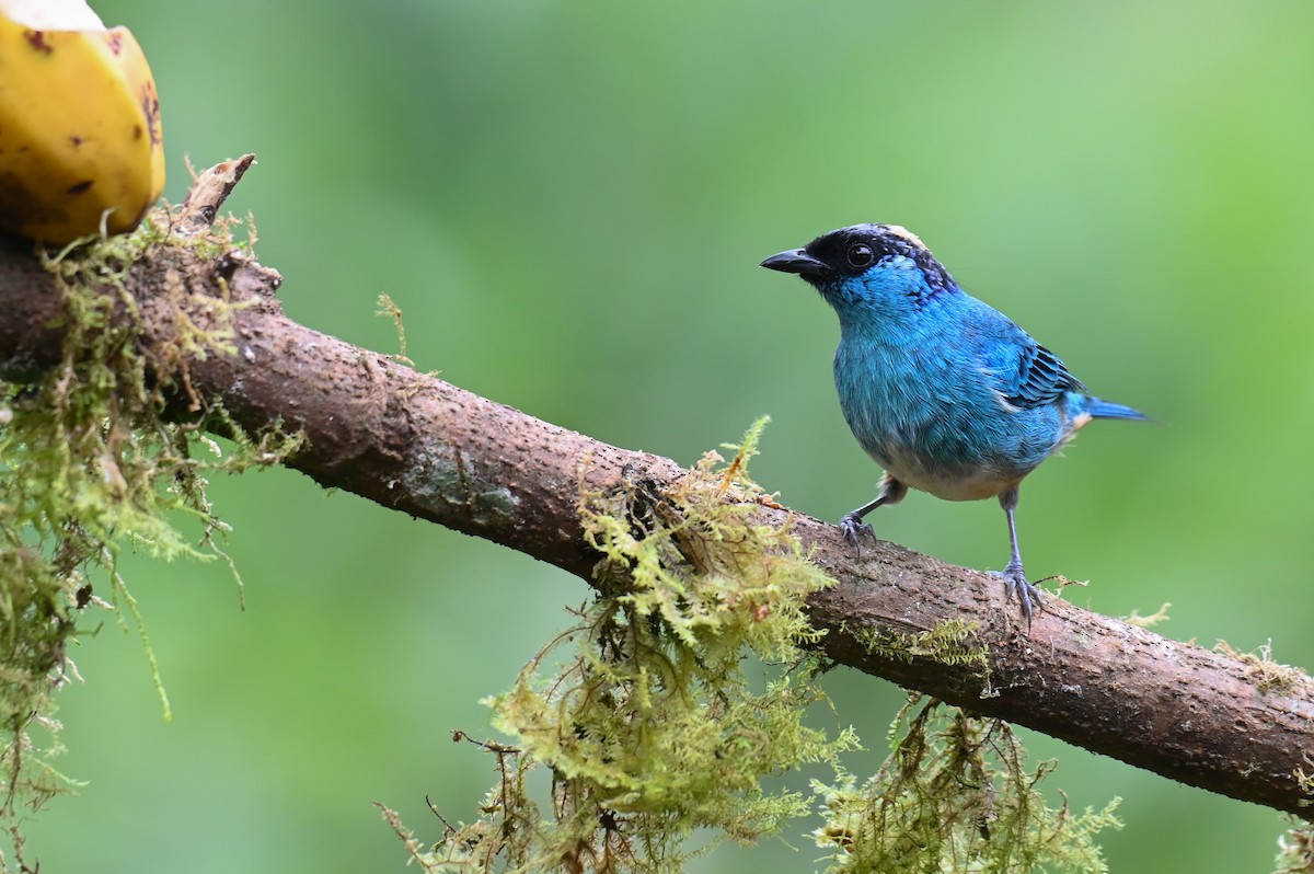 Golden-naped Tanager (Golden-naped) - ML618561219