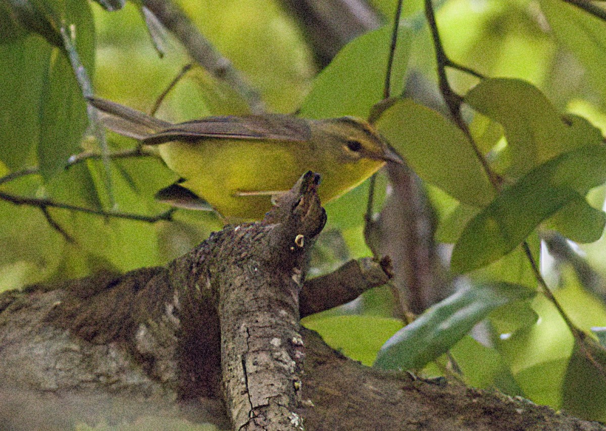 Golden-crowned Warbler - ML618561252