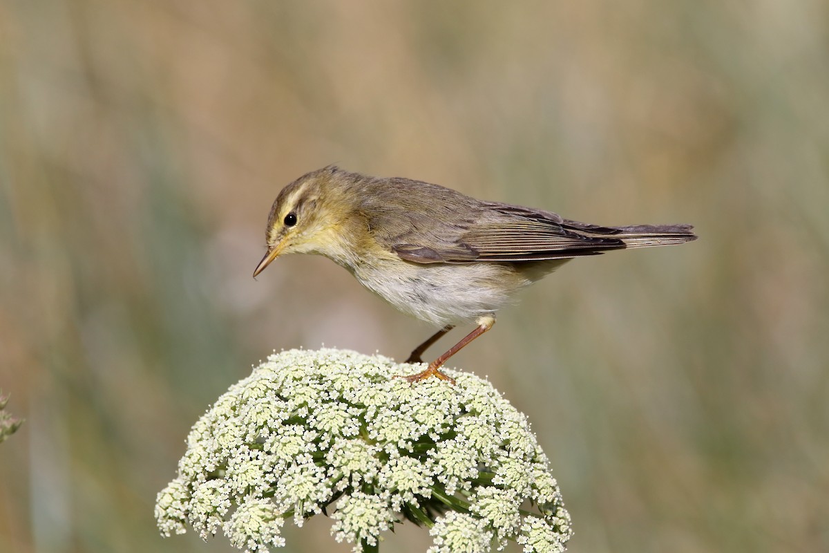 Willow Warbler - Delfin Gonzalez