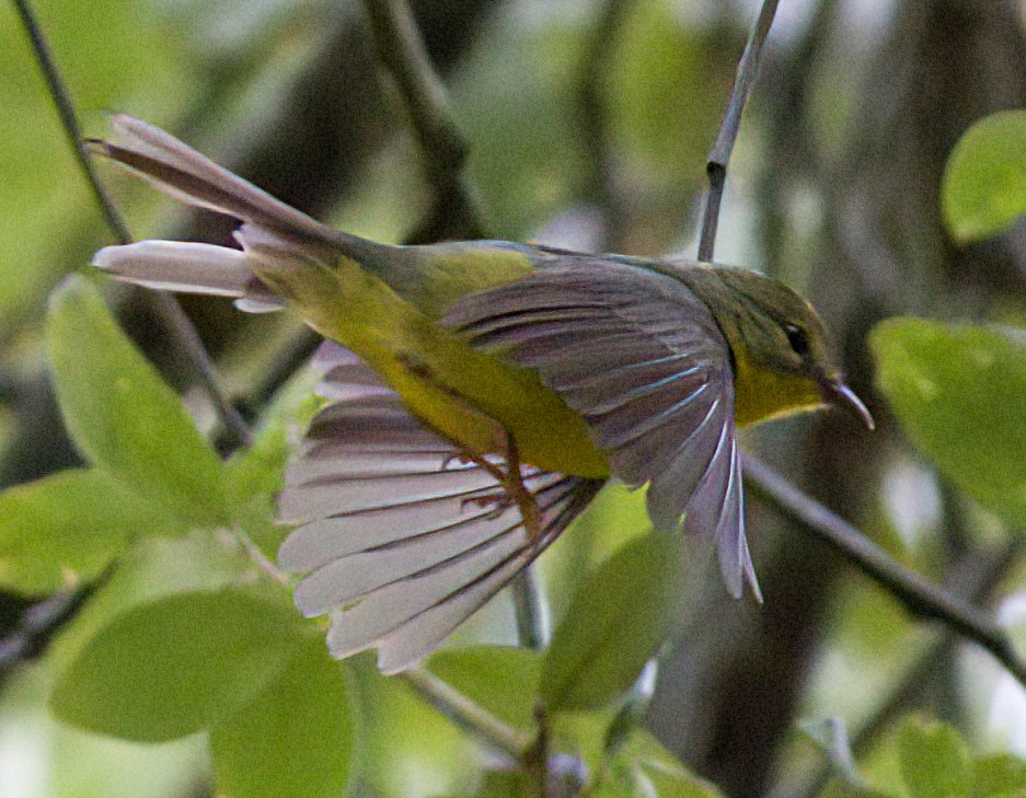 Golden-crowned Warbler - ML618561267
