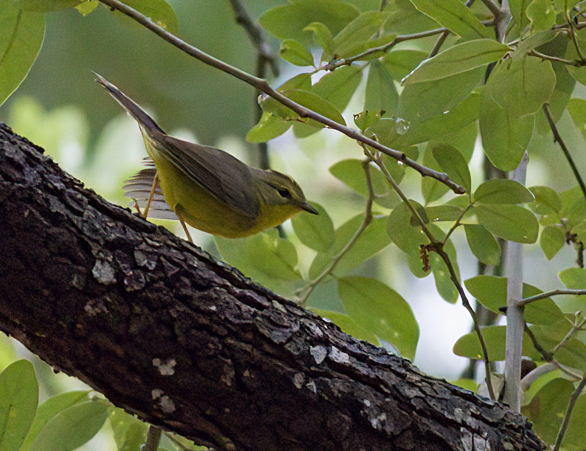 Golden-crowned Warbler - ML618561268