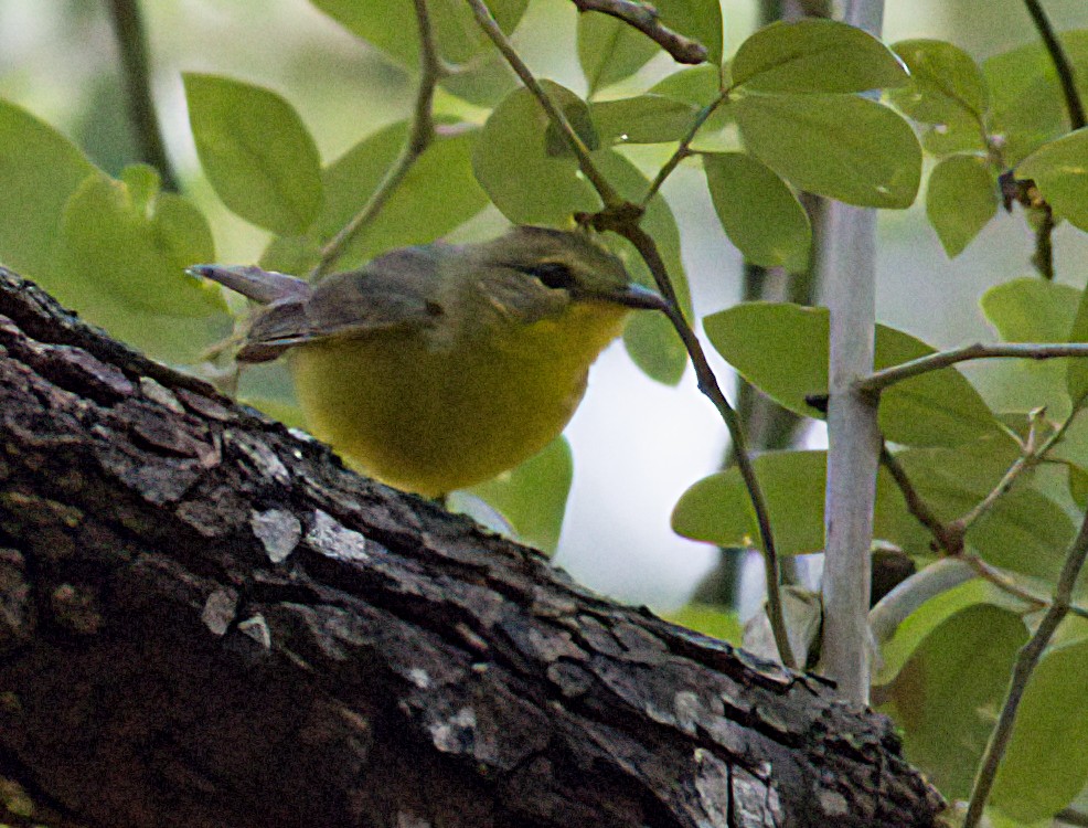 Golden-crowned Warbler - ML618561273