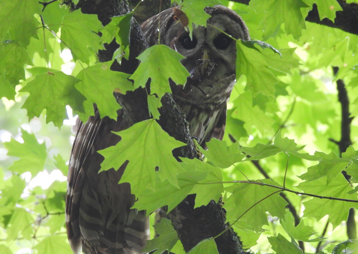 Barred Owl - ML618561274