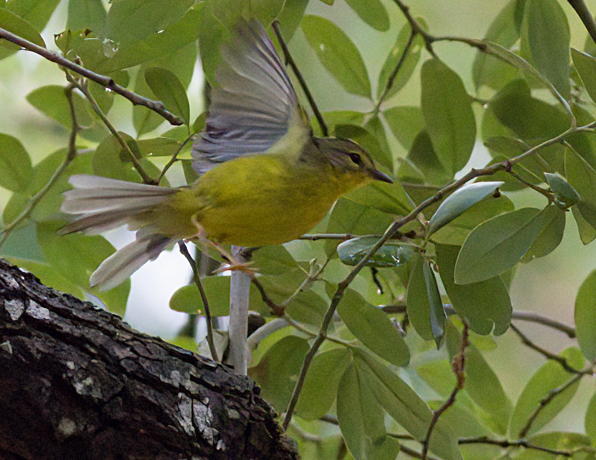 Golden-crowned Warbler - ML618561277