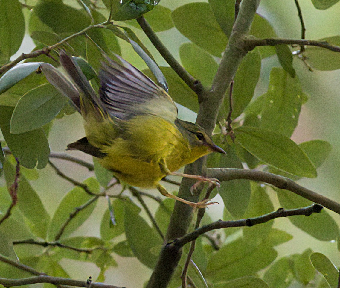 Golden-crowned Warbler - ML618561283