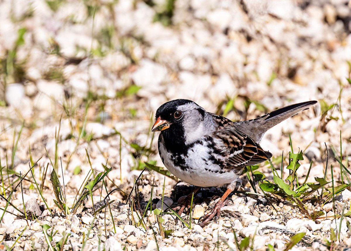 Harris's Sparrow - William Rideout