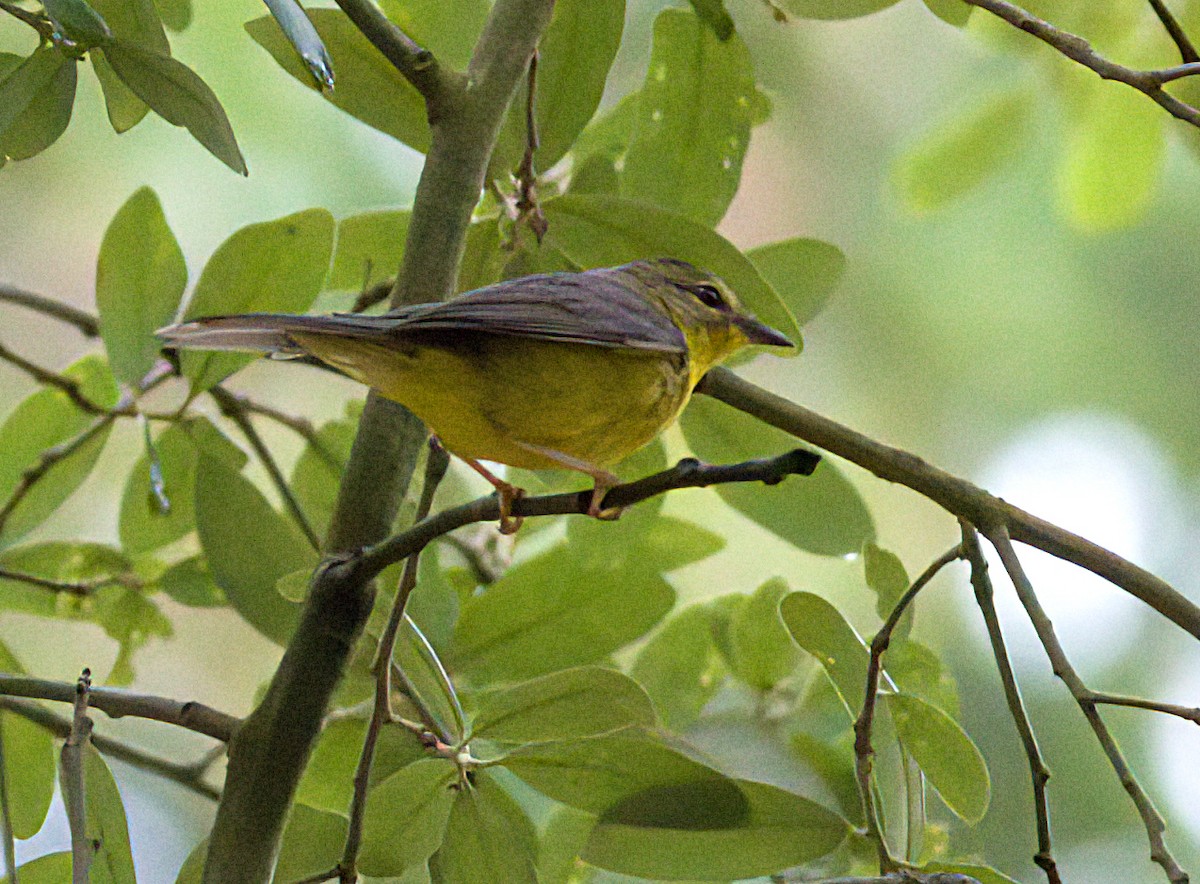 Golden-crowned Warbler - ML618561286