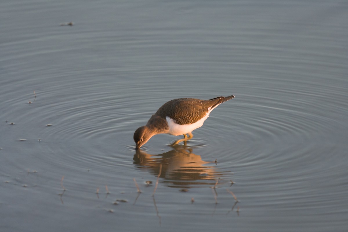 Common Sandpiper - ML618561294