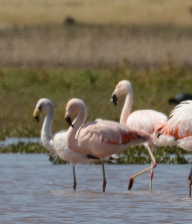 James's Flamingo - ML618561311