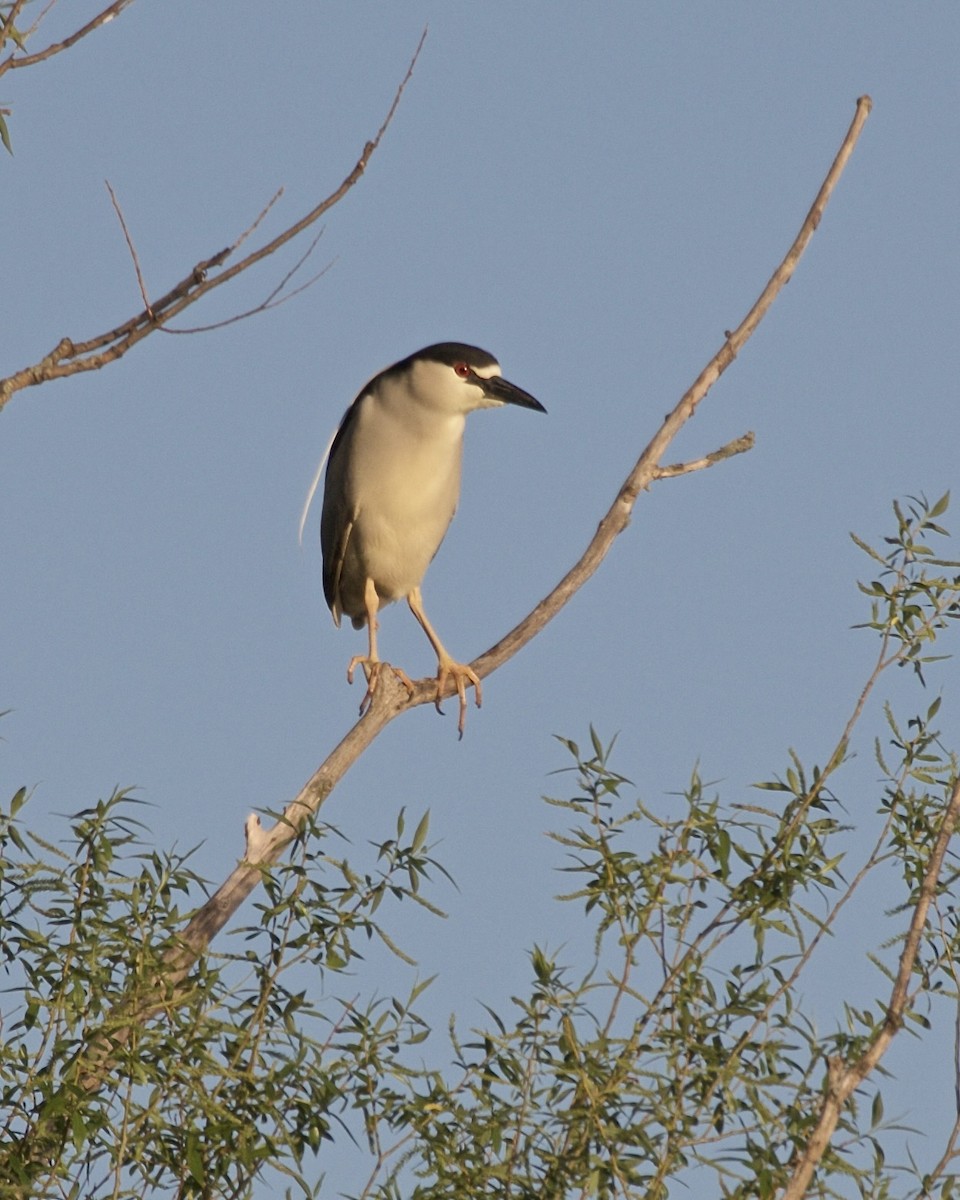 Black-crowned Night Heron - ML618561312