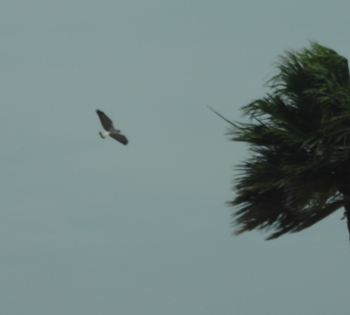 White-tailed Hawk - Derek Heins