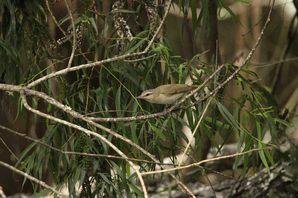 Black-whiskered Vireo - Ali Herington