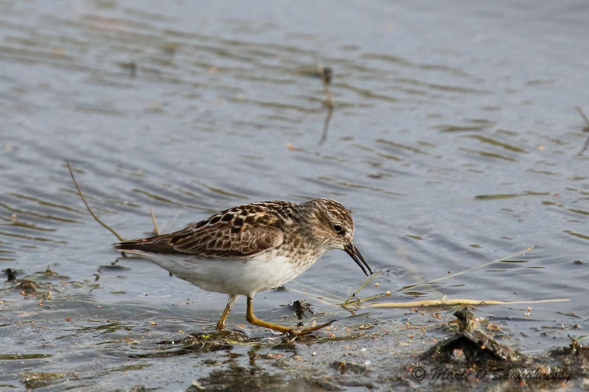 Least Sandpiper - Marie O'Shaughnessy