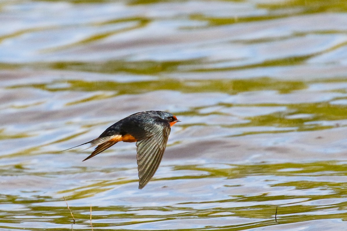 Barn Swallow - Marie O'Shaughnessy