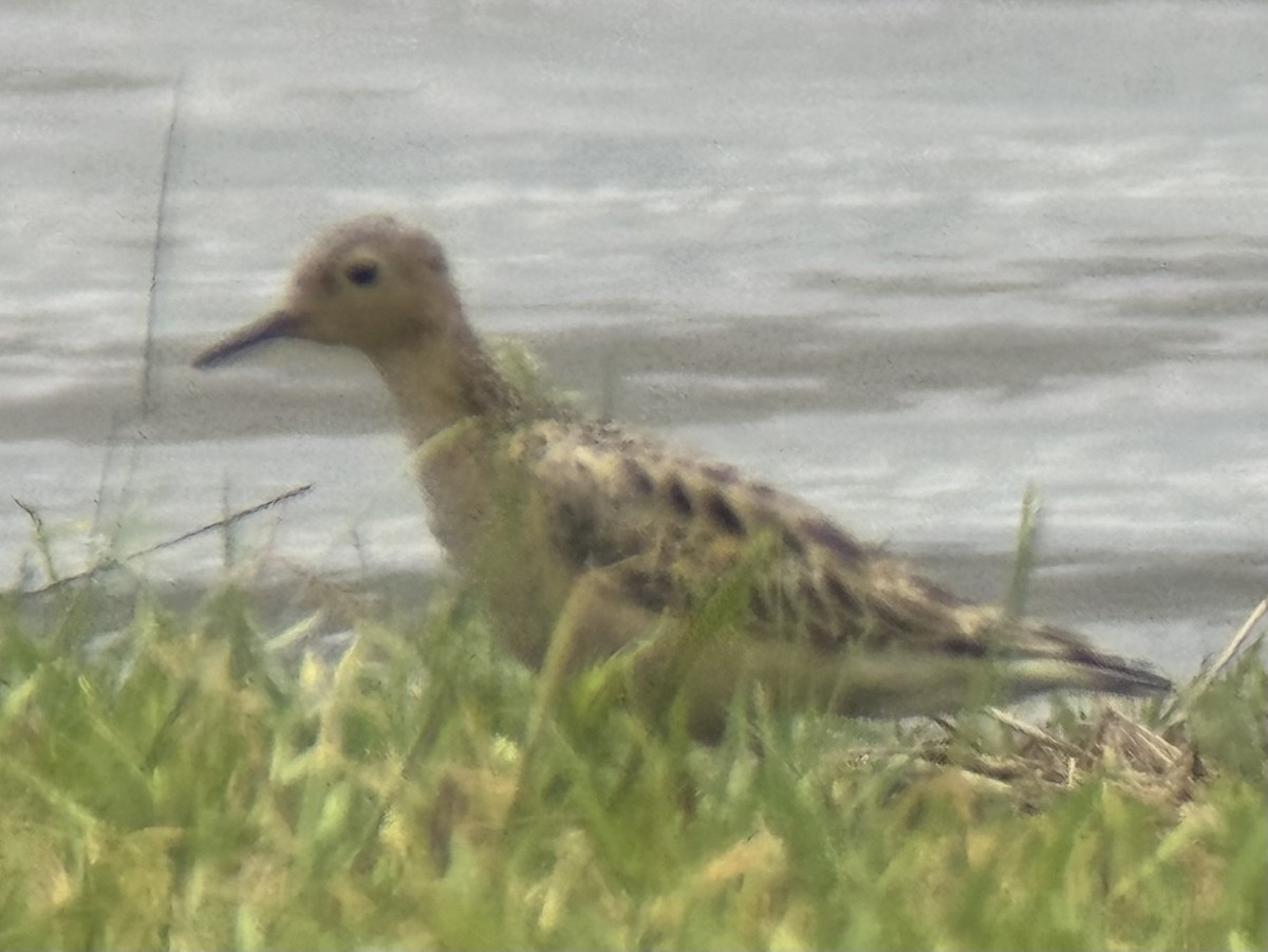 Buff-breasted Sandpiper - Don Pearson