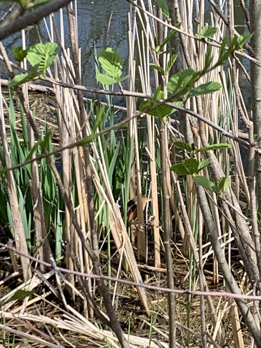 Least Bittern - ML618561424