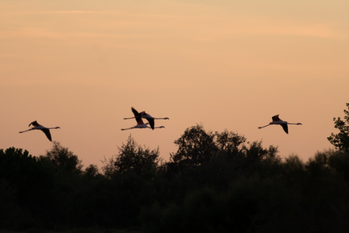 Greater Flamingo - Jock Hughes