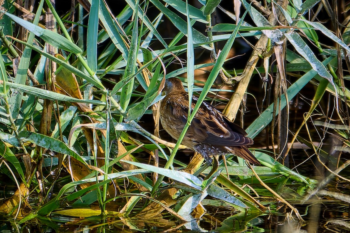 Little Crake - ML618561477