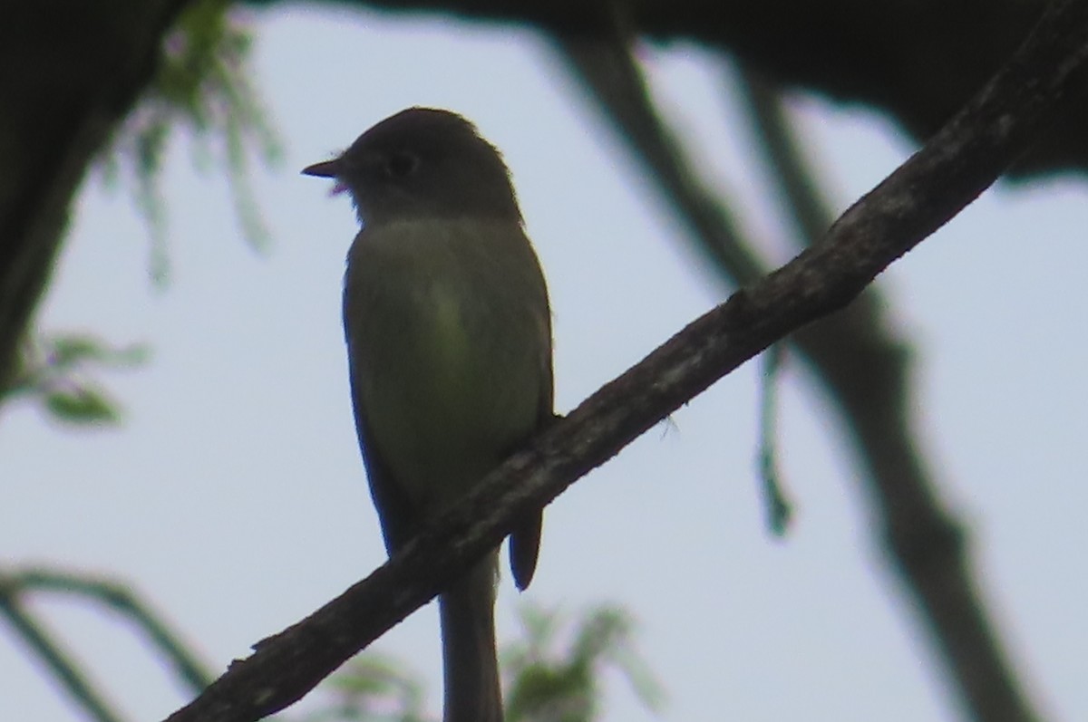 Least Flycatcher - ML618561482