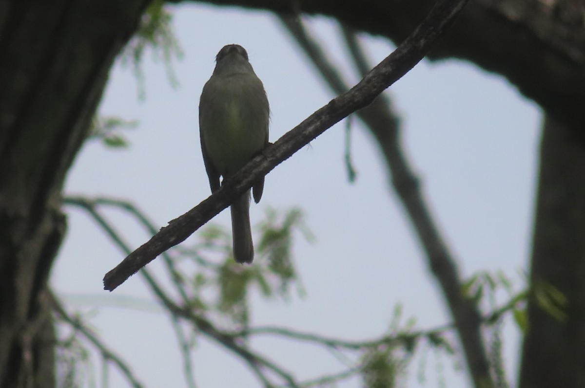 Least Flycatcher - ML618561484